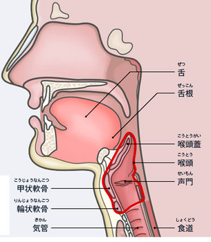 喉頭.jpg