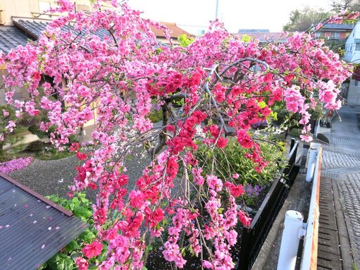 鴨江の桜